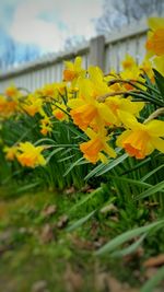 Close-up of flowers blooming in field