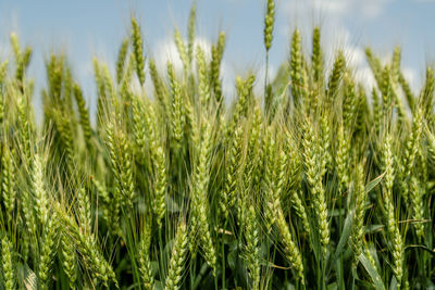 Close-up of wheat growing on field against sky