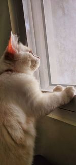  ragdoll cat looking outside standing near a window