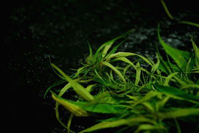 Close-up of fresh green plant against black background