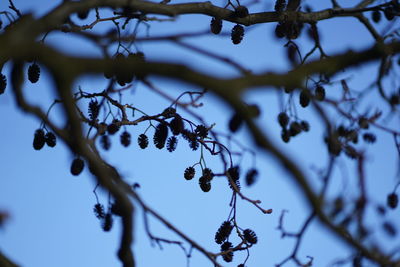 Low angle view of flowering plant against sky