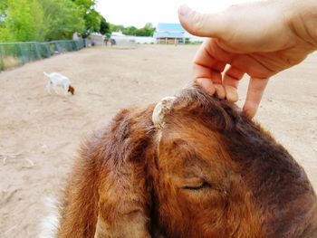 Close-up of hand with horse