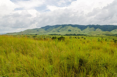 Scenic view of field against sky