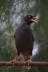 Close-up of bird perching on branch