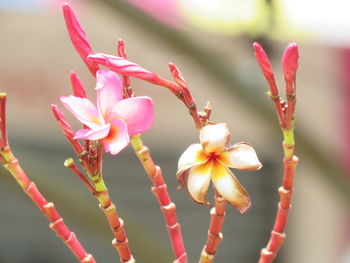 Close-up of pink flowering plant