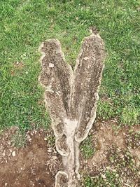 High angle view of heart shape on tree trunk