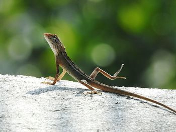 Close-up of insect perching on leaf