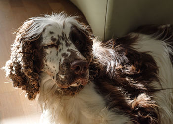 Close-up portrait of an english springer spaniel dog at home