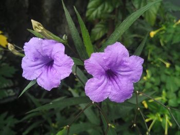 Close-up of purple flower blooming outdoors