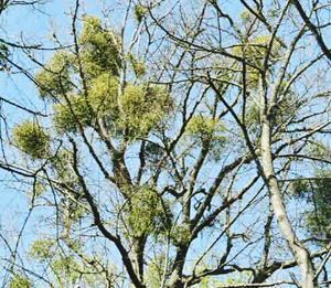 Low angle view of bare trees against sky