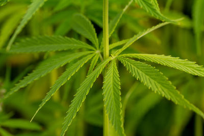 Close-up of fresh green plant