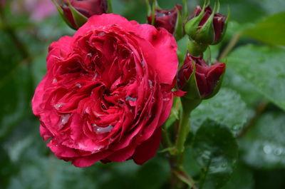 Close-up of red rose