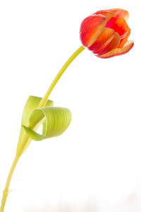 Close-up of flower over white background