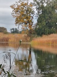 Scenic view of lake in forest against sky