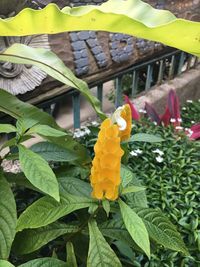 Close-up of yellow flowers blooming outdoors