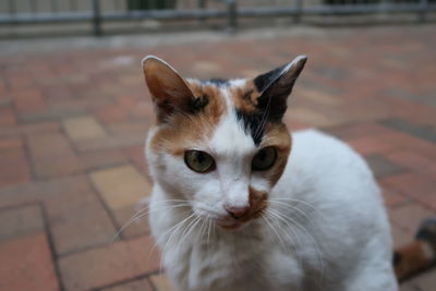 Close-up portrait of cat