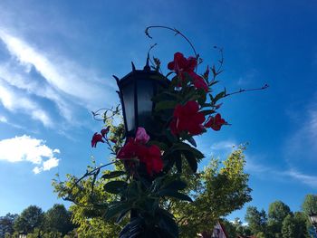 Low angle view of red flower tree against sky