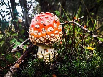 Close-up of mushroom growing on field