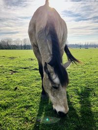 Horse grazing in field