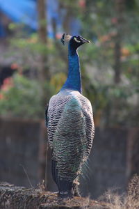 Close-up of peacock