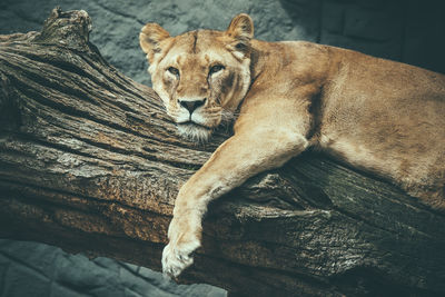 Lioness relaxing outdoors