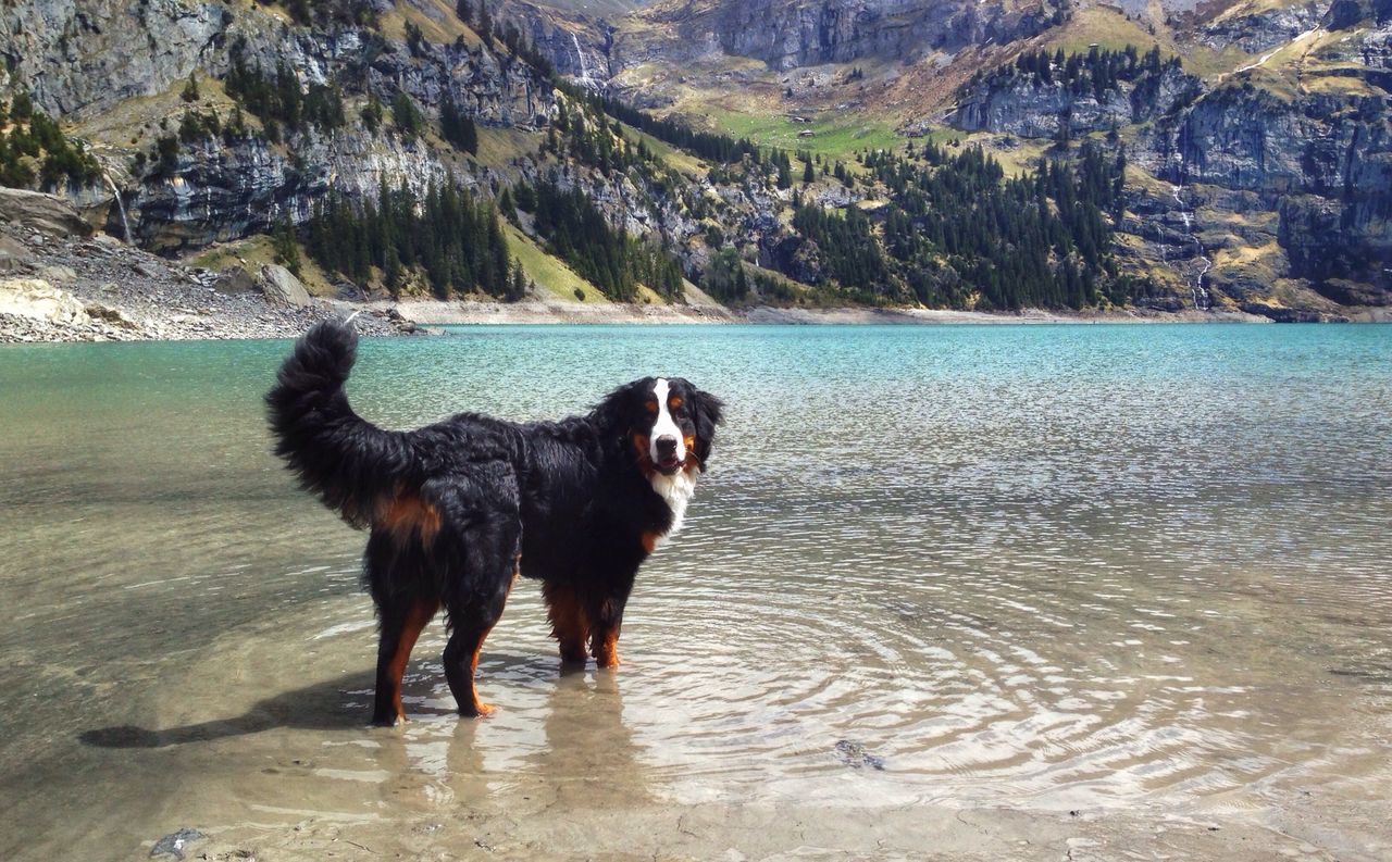 Bernese mountain dog