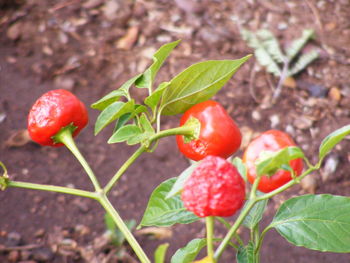 Close-up high angle view of tomato plant