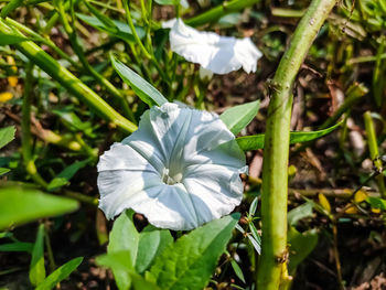 Close-up of white flowering plants