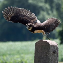 Close-up of eagle flying over wooden post