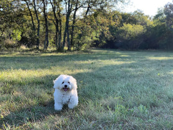 Portrait of dog on field