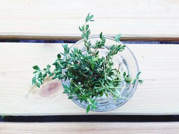 Potted plant on wooden wall