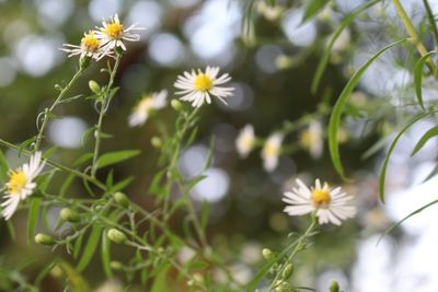 Close-up of cosmos flowers blooming outdoors