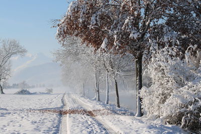 Trees on snow covered landscape