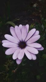 High angle view of pink flower