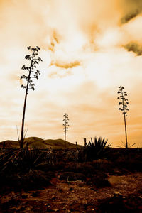 Silhouette plants on field against sky during sunset