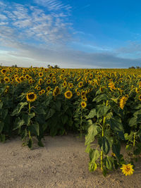 sunflower