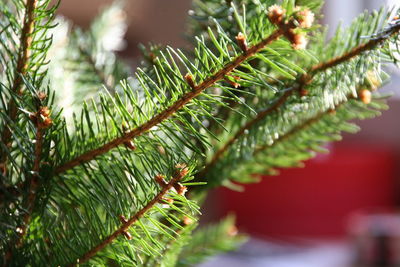 Close-up of fresh green plant