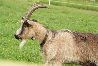 Side view of a goat on field