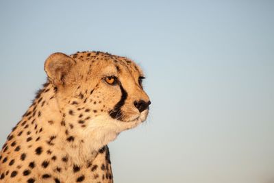 Close-up of tiger against sky