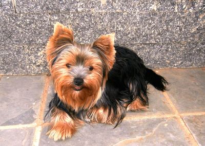 High angle portrait of dog