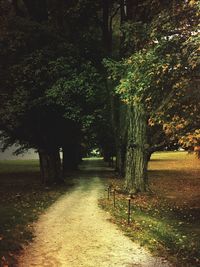 Trees in park