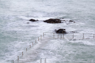 High angle view of dog on sea