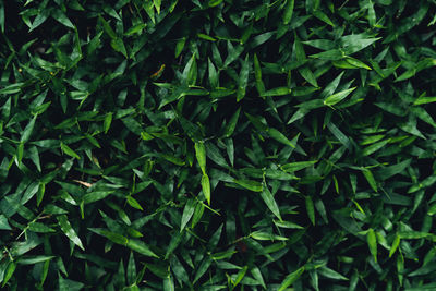 Full frame shot of fresh green plants