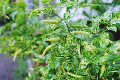 Young cayenne plants thrive in the tropical air