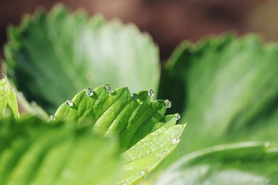 Close-up of green leaves on plant