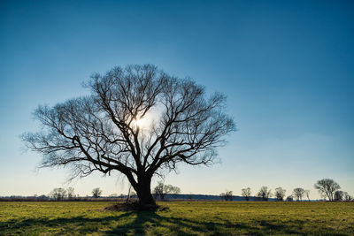 Bare tree on field against clear blue sky