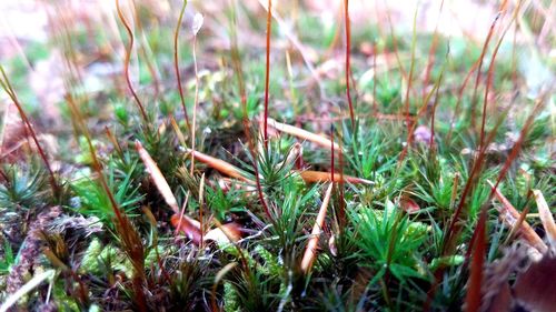 Close-up of plants growing on field