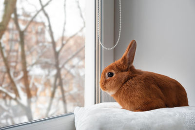 Close-up of rabbit at window sill