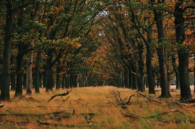 Trees in forest during autumn