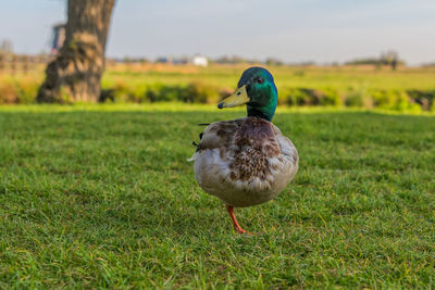 Close-up of bird on field